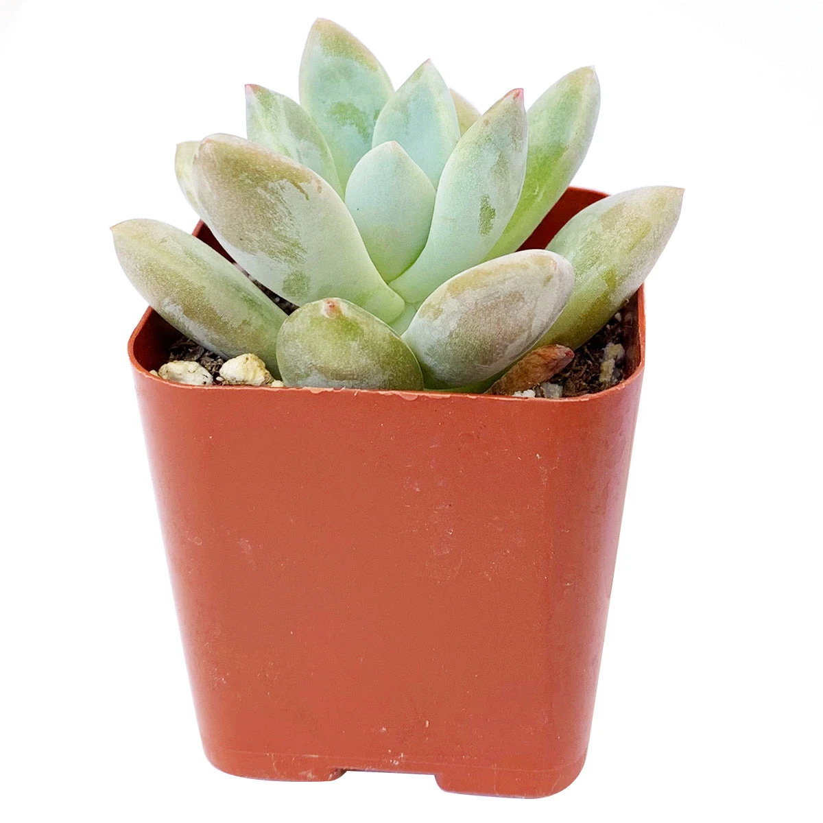 Pachyveria Haagei Succulent - Image 10