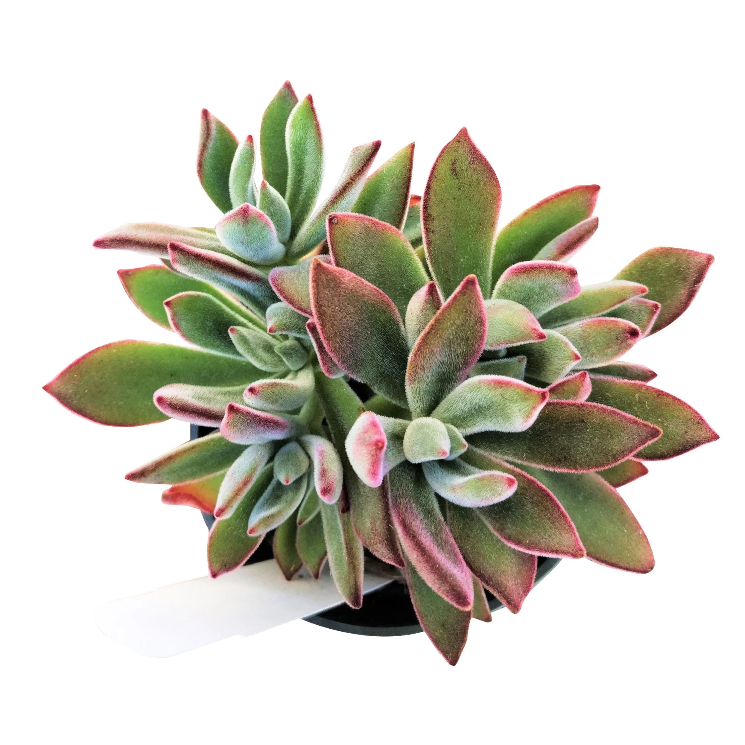 Echeveria Harmsii Ruby Slipper - Image 9