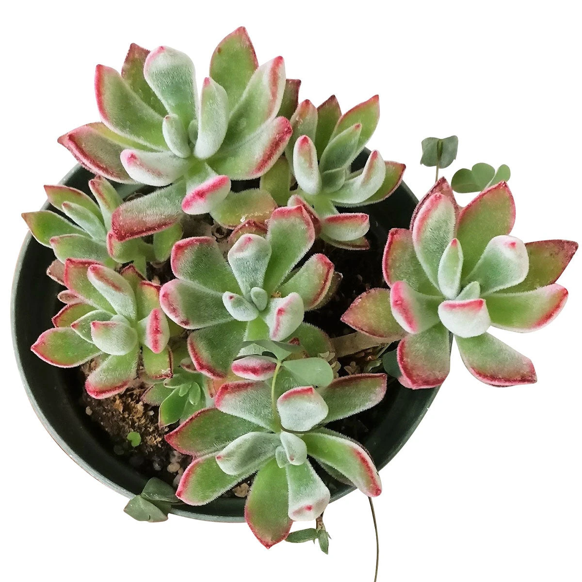 Echeveria Harmsii Ruby Slipper - Image 10