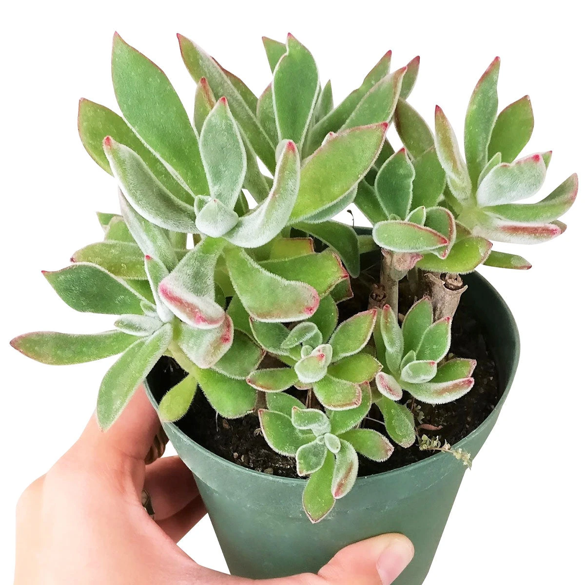 Echeveria Harmsii Ruby Slipper - Image 11