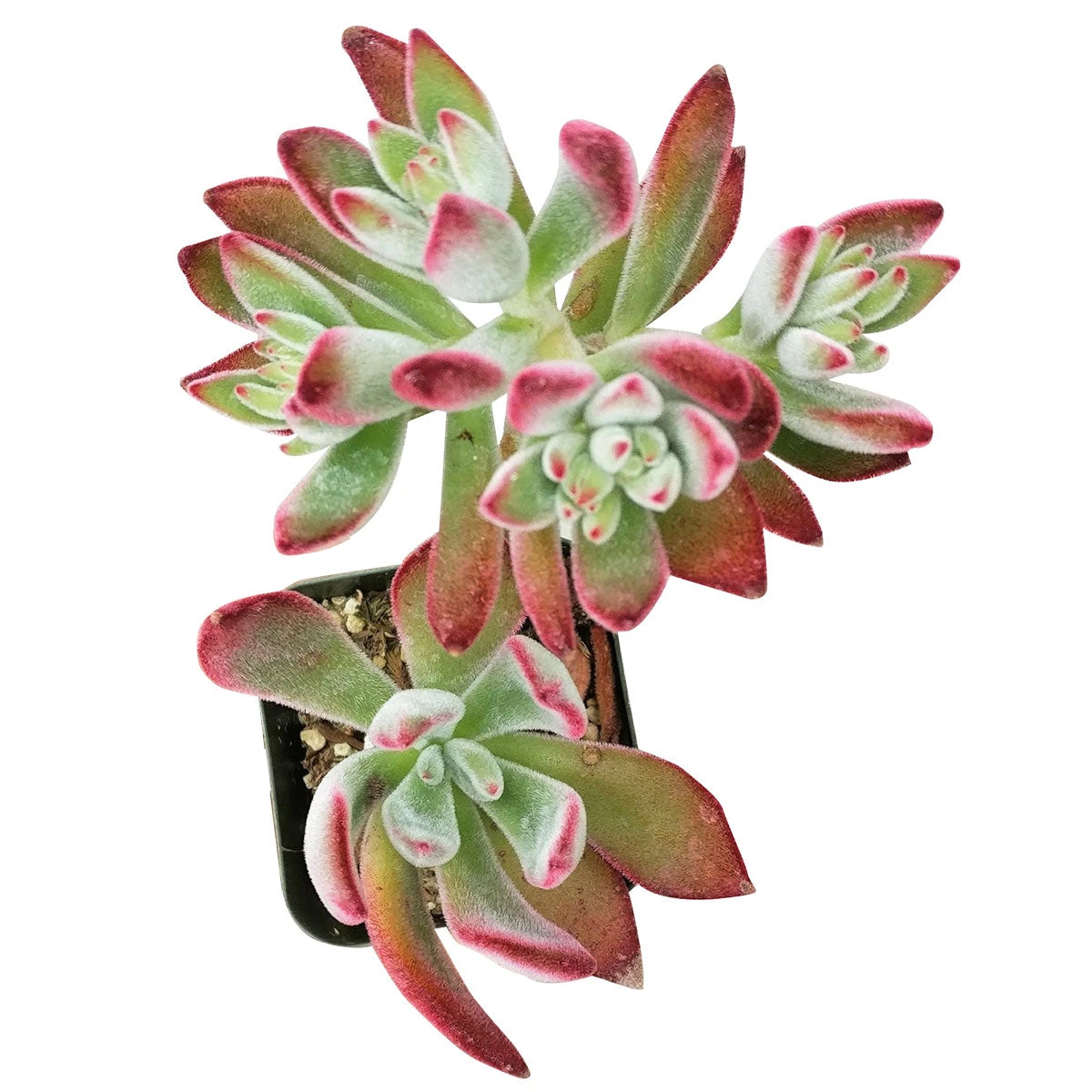 Echeveria Harmsii Ruby Slipper - Image 5