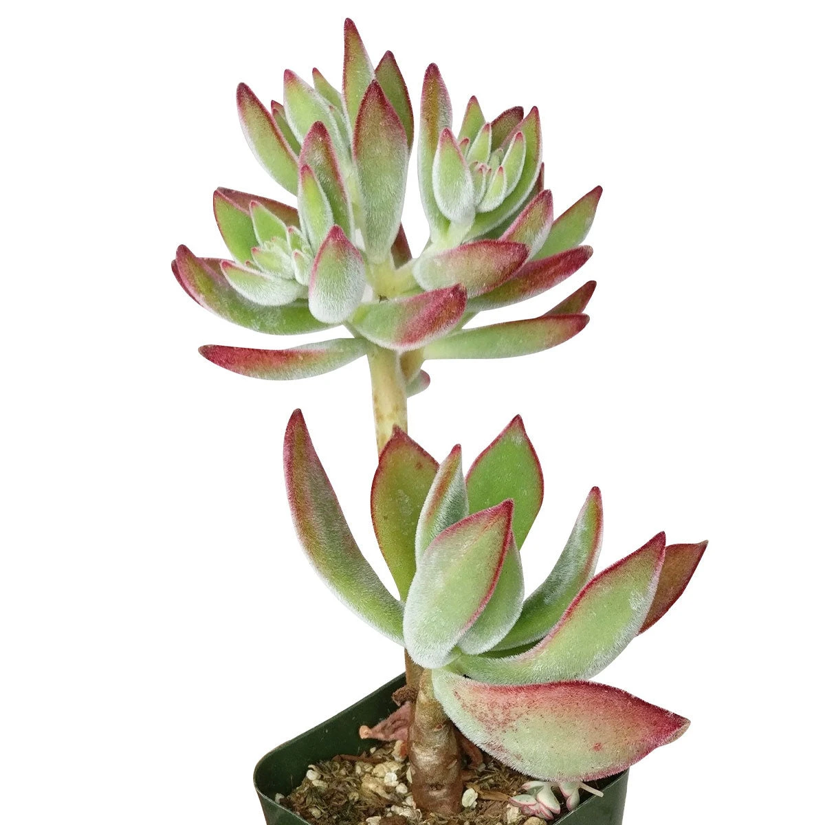 Echeveria Harmsii Ruby Slipper - Image 6