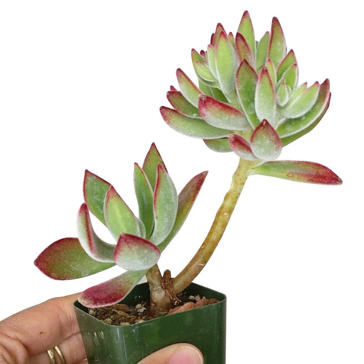 Echeveria Harmsii Ruby Slipper - Image 7