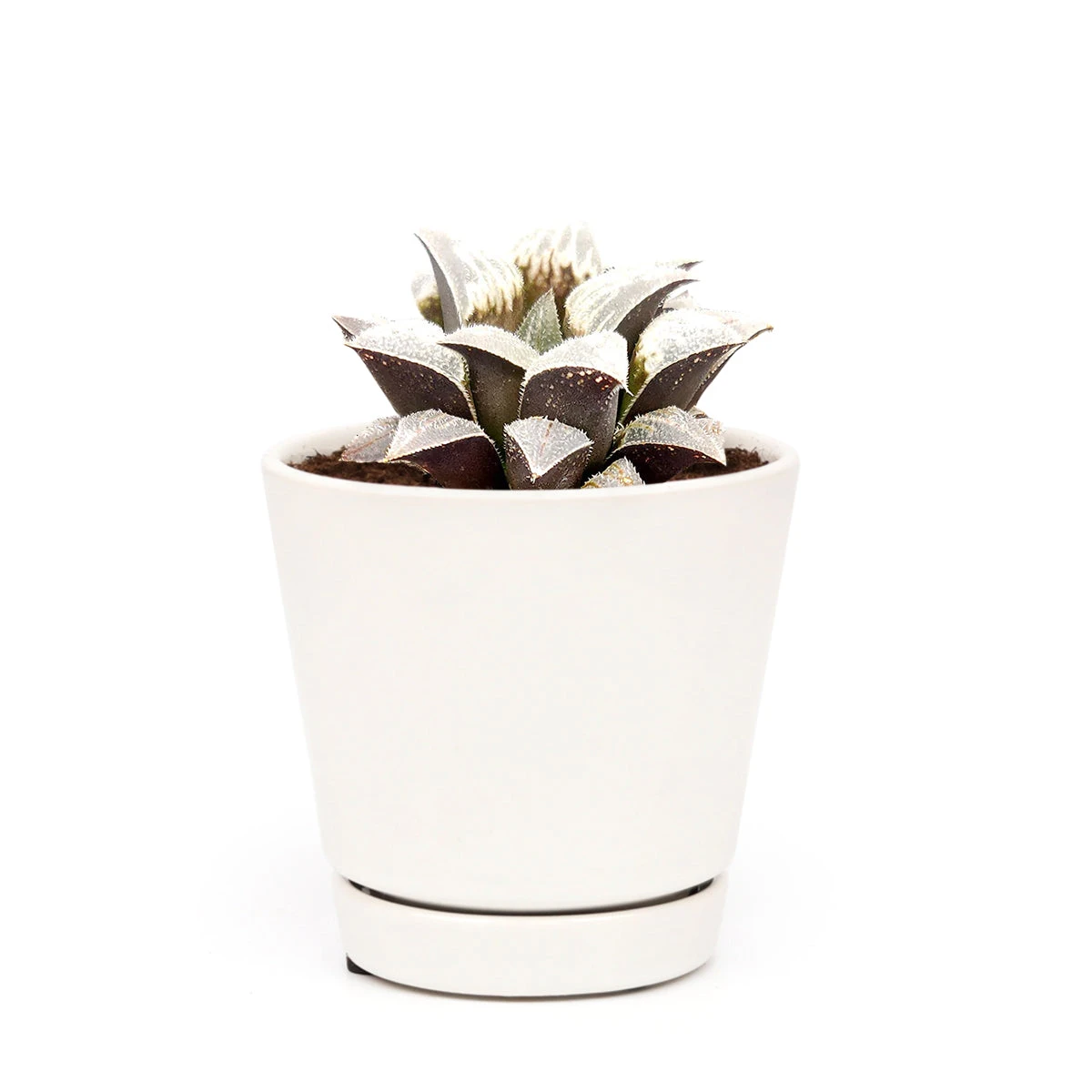 Haworthia Emelyae Var. Major - Image 8