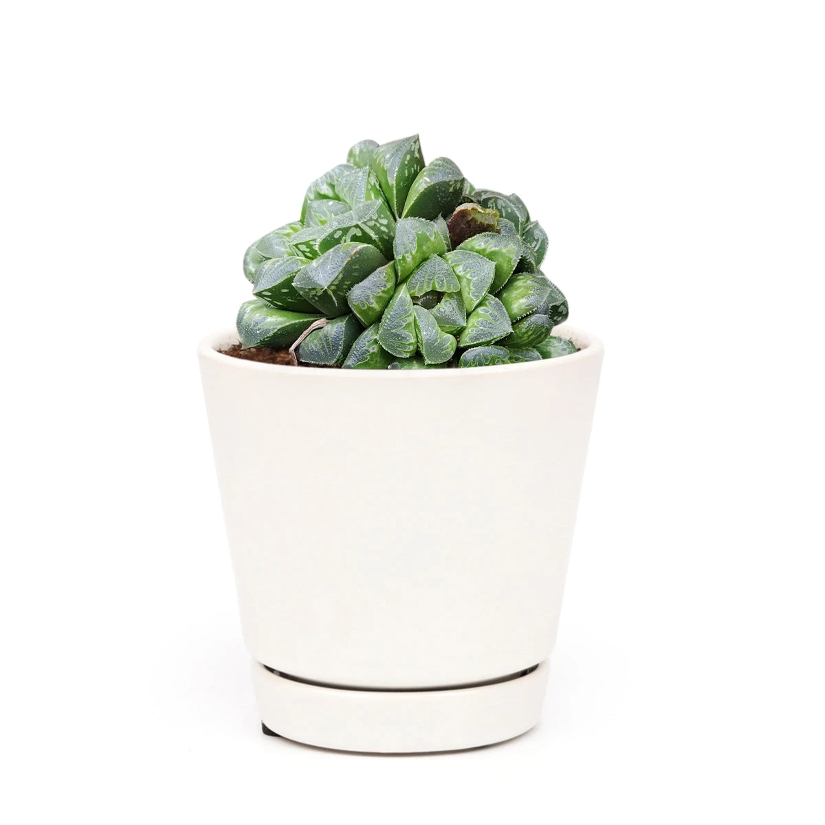 Haworthia Retusa - Image 5