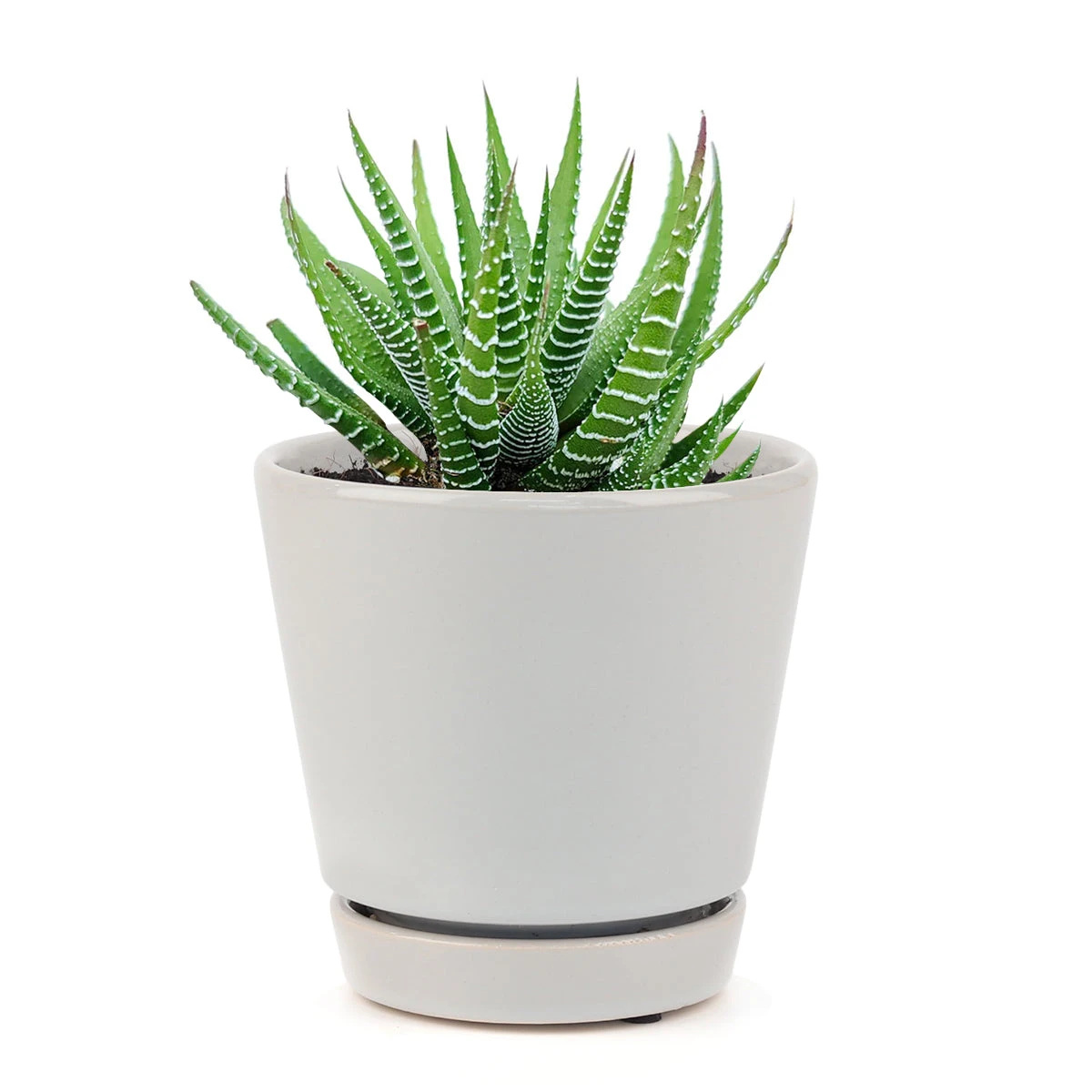 Haworthia Zebra Plant - Image 20