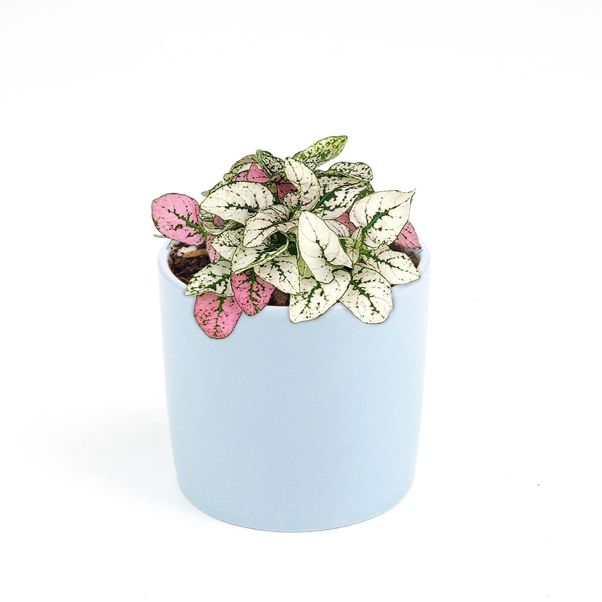 Hypoestes Phyllostachya Pink Splash - Image 6