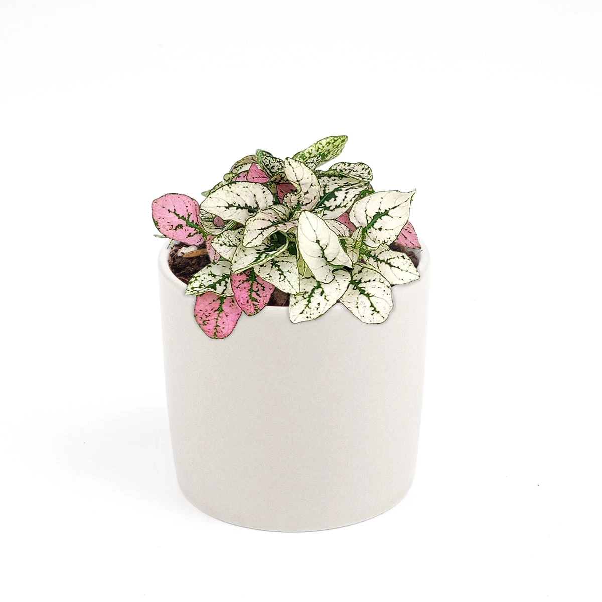 Hypoestes Phyllostachya Pink Splash - Image 8