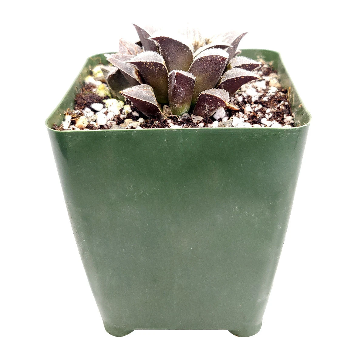 Haworthia Emelyae Var. Major - Image 5