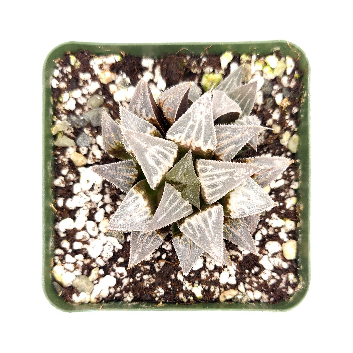 Haworthia Emelyae Var. Major - Image 7