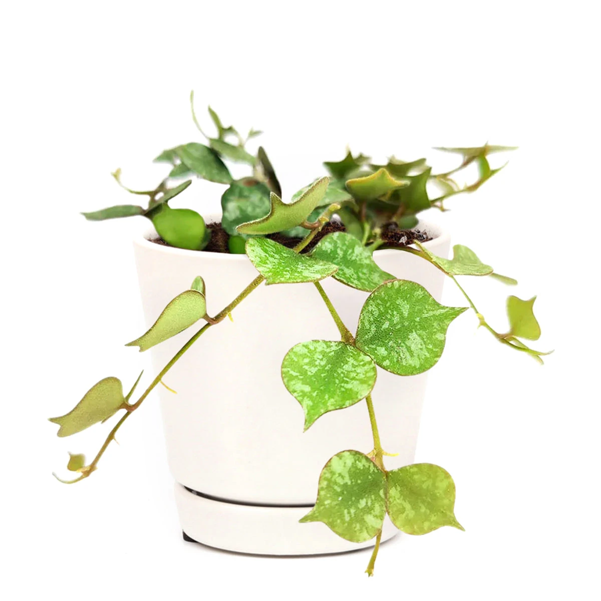 Hoya Curtisii - Image 4