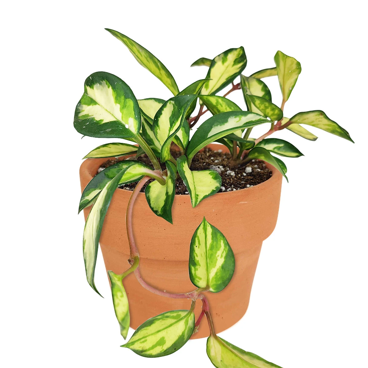 Hoya Krimson Princess - Image 8