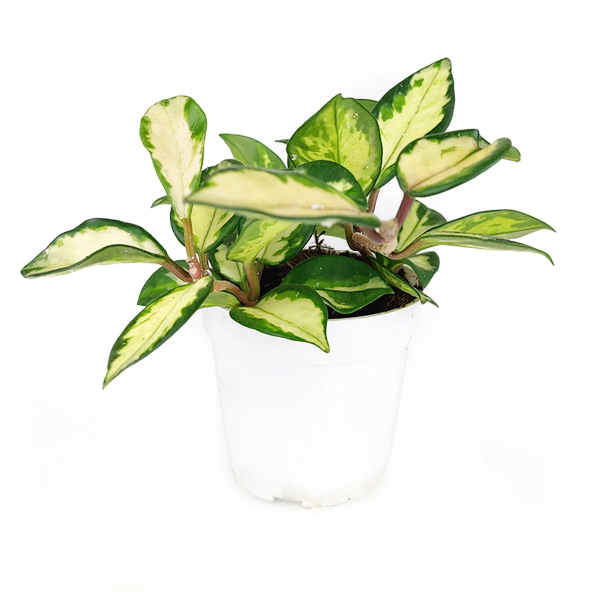 Hoya Krimson Princess - Image 3