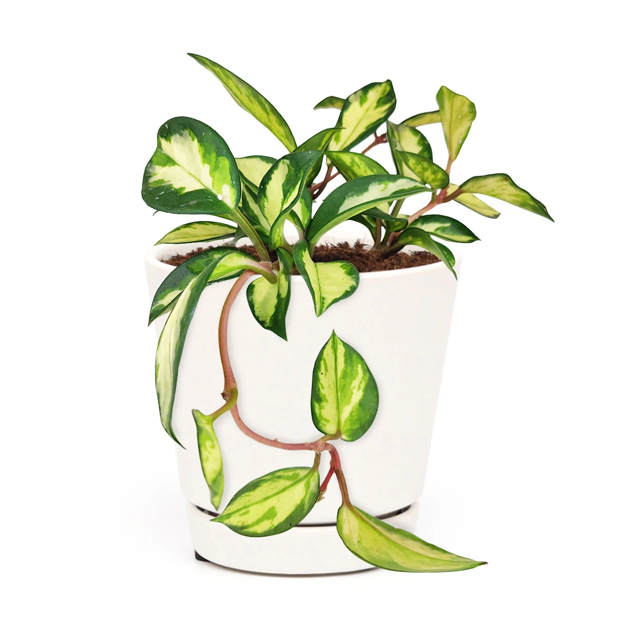 Hoya Krimson Princess - Image 9