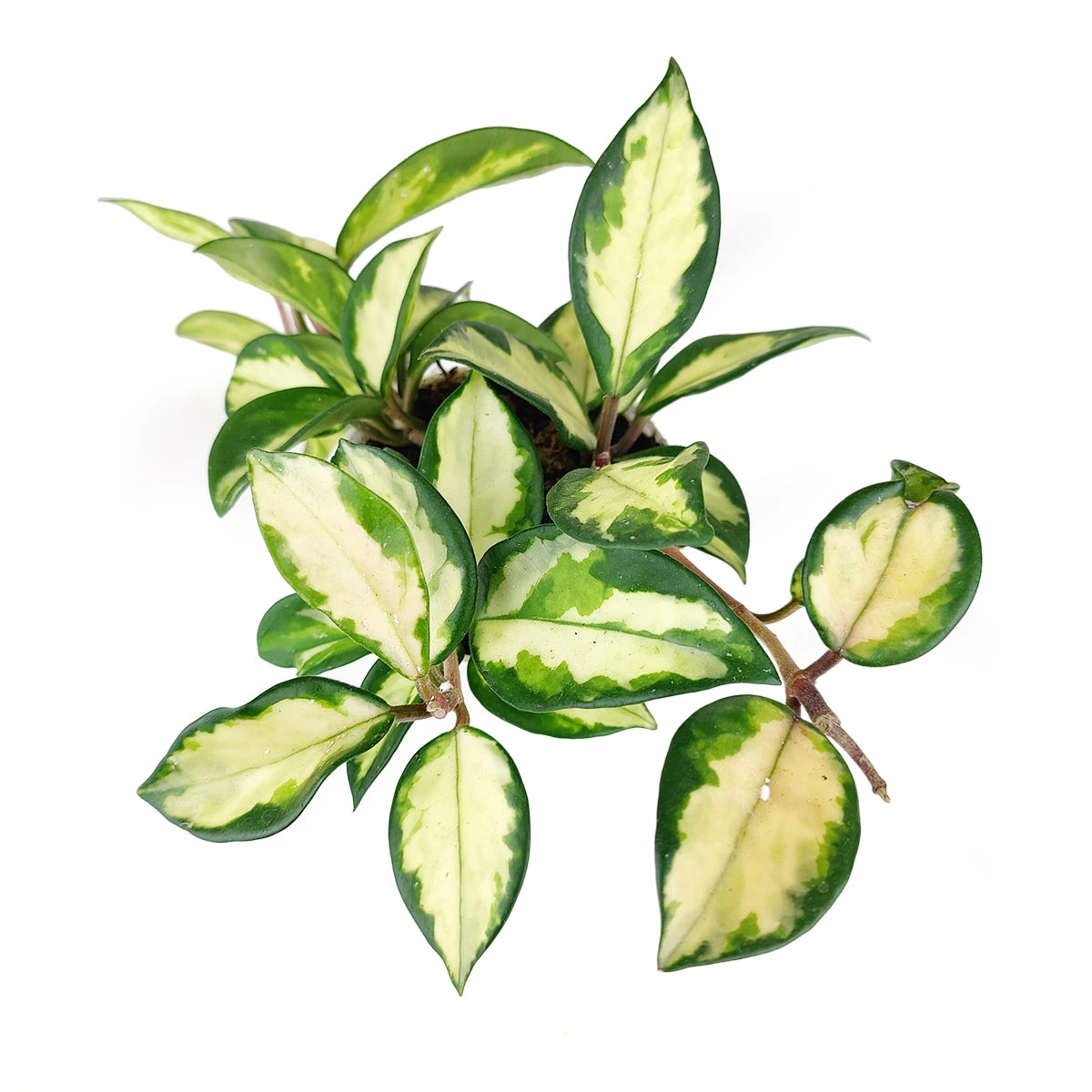 Hoya Krimson Princess - Image 4