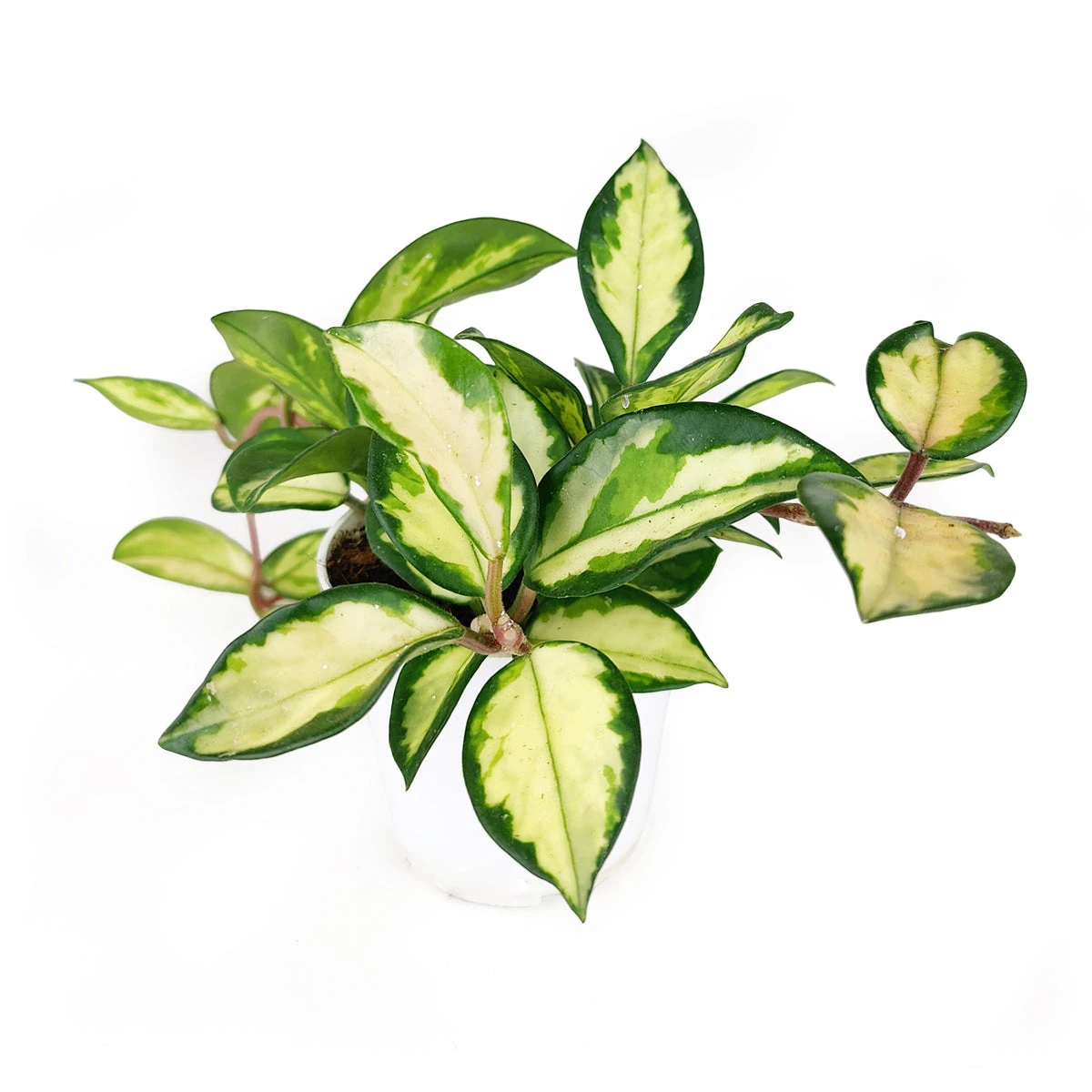 Hoya Krimson Princess - Image 5