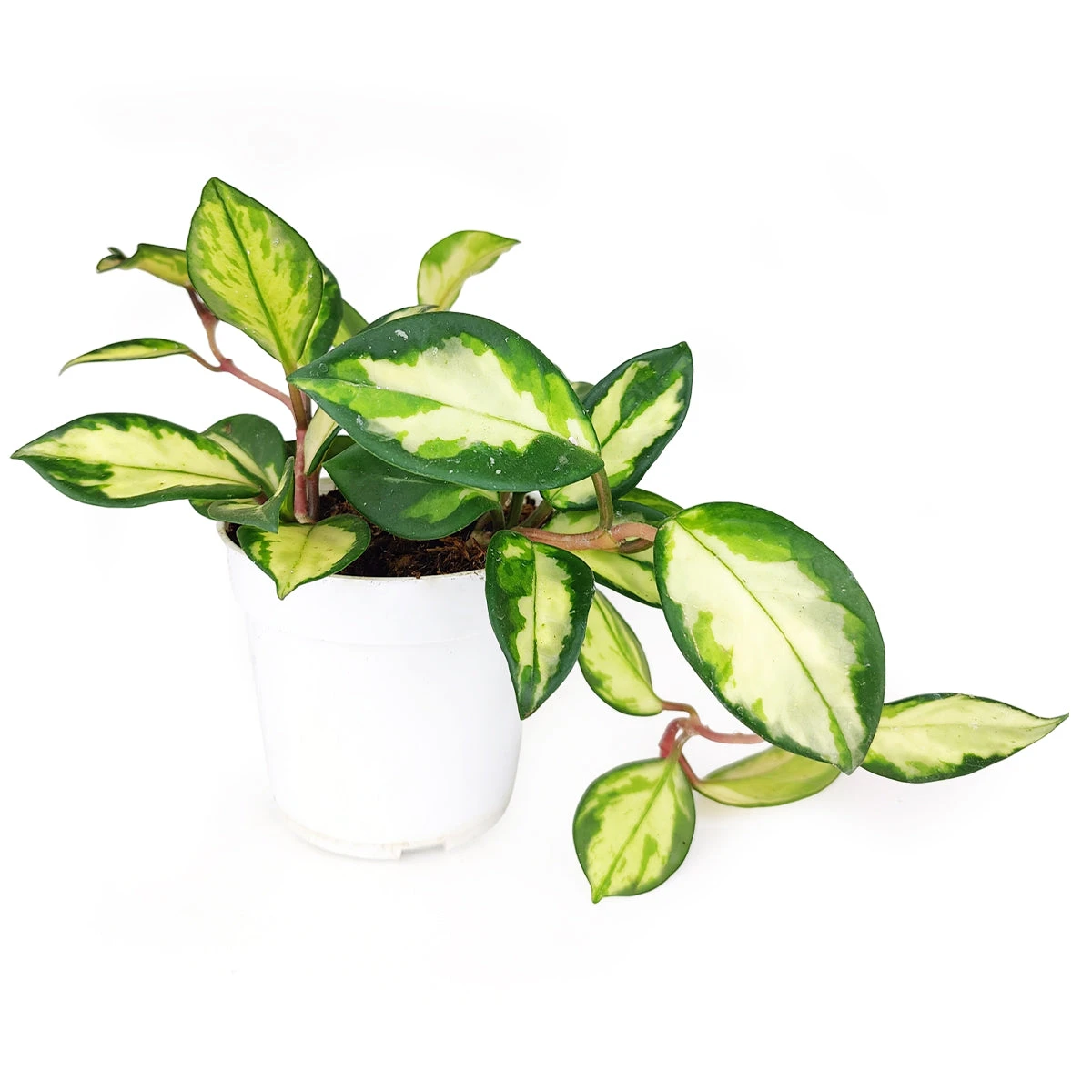 Hoya Krimson Princess - Image 6