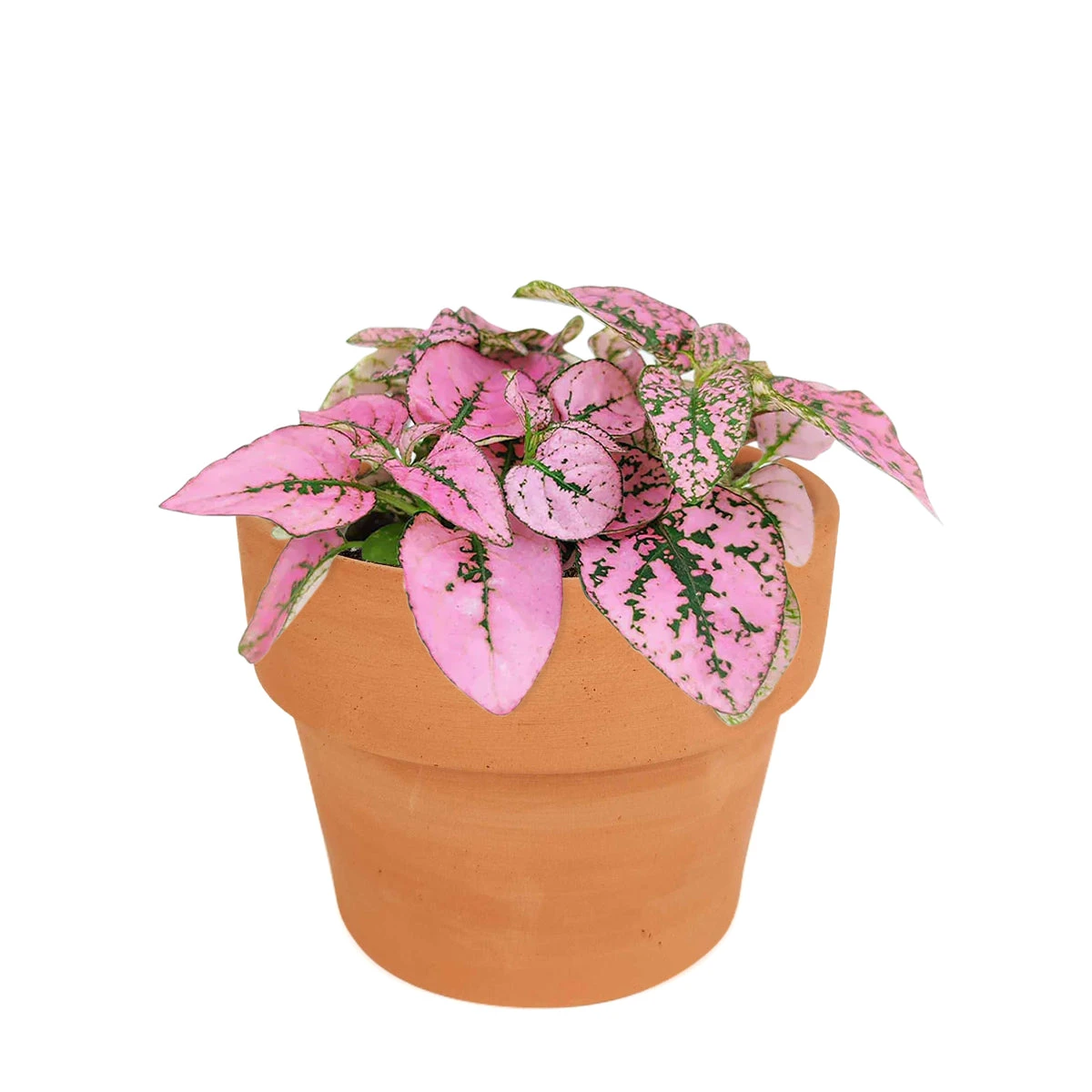Hypoestes Phyllostachya Pink Splash - Image 10
