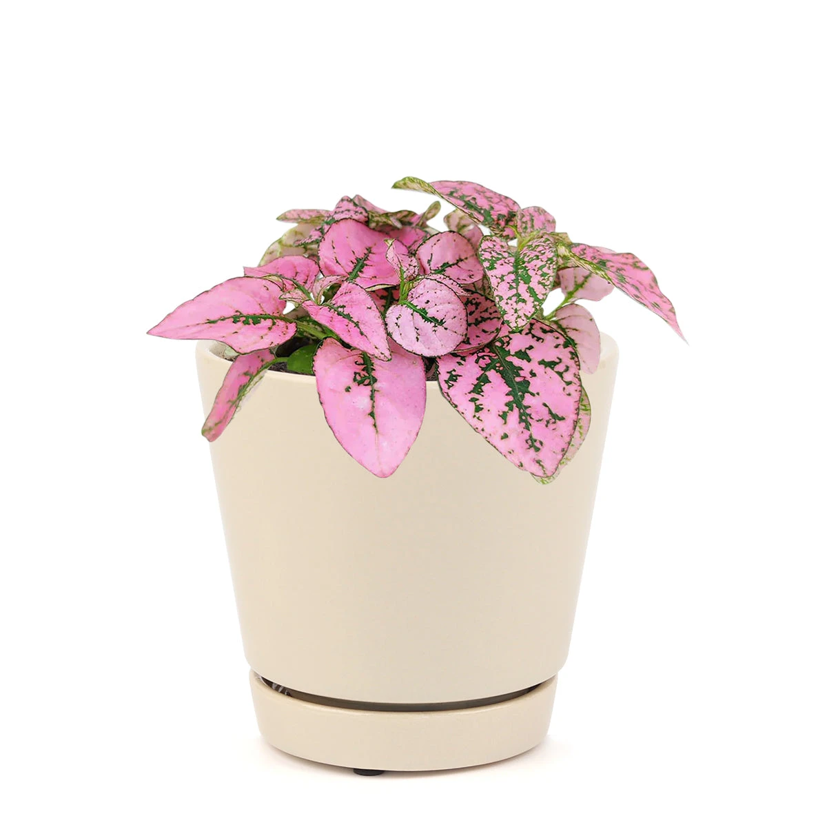 Hypoestes Phyllostachya Pink Splash - Image 18