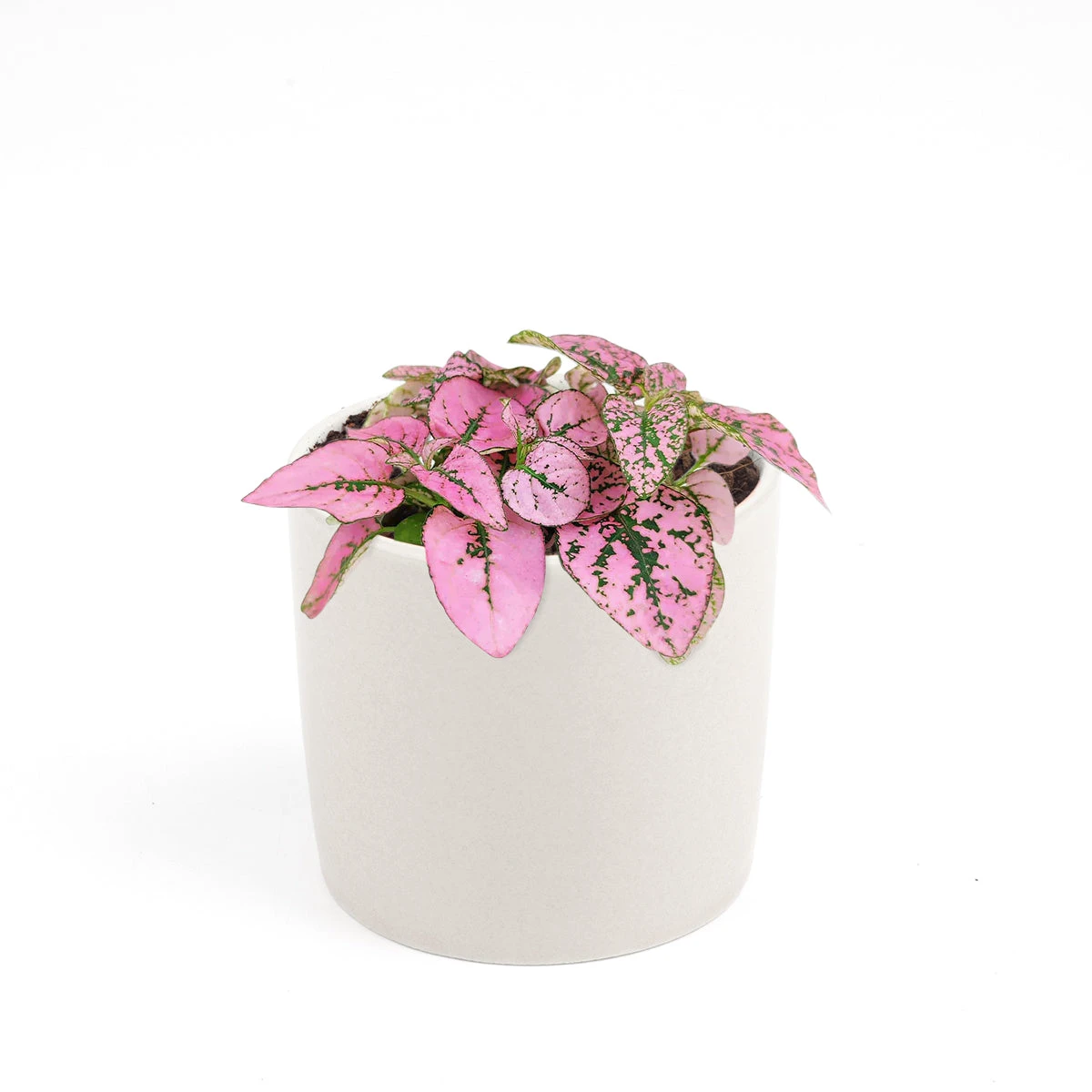 Hypoestes Phyllostachya Pink Splash - Image 15