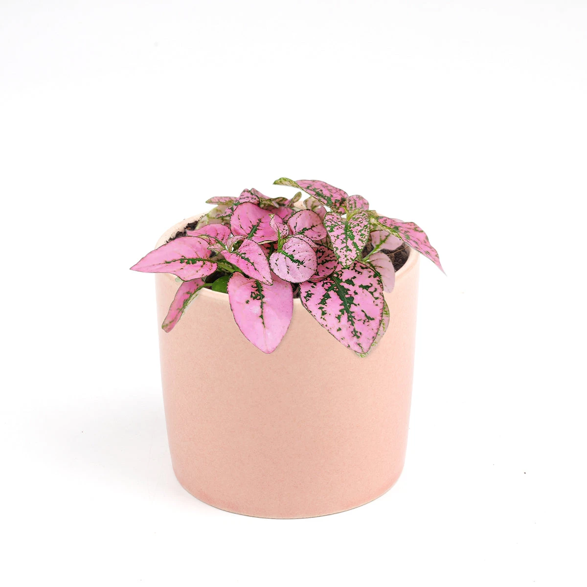 Hypoestes Phyllostachya Pink Splash - Image 14