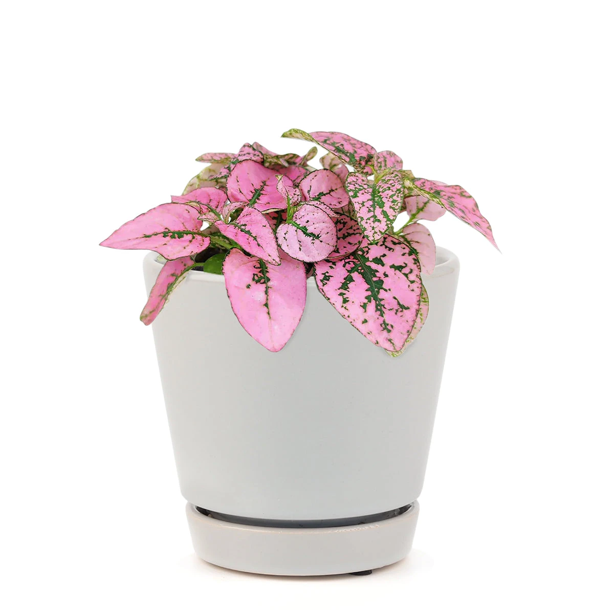 Hypoestes Phyllostachya Pink Splash - Image 17