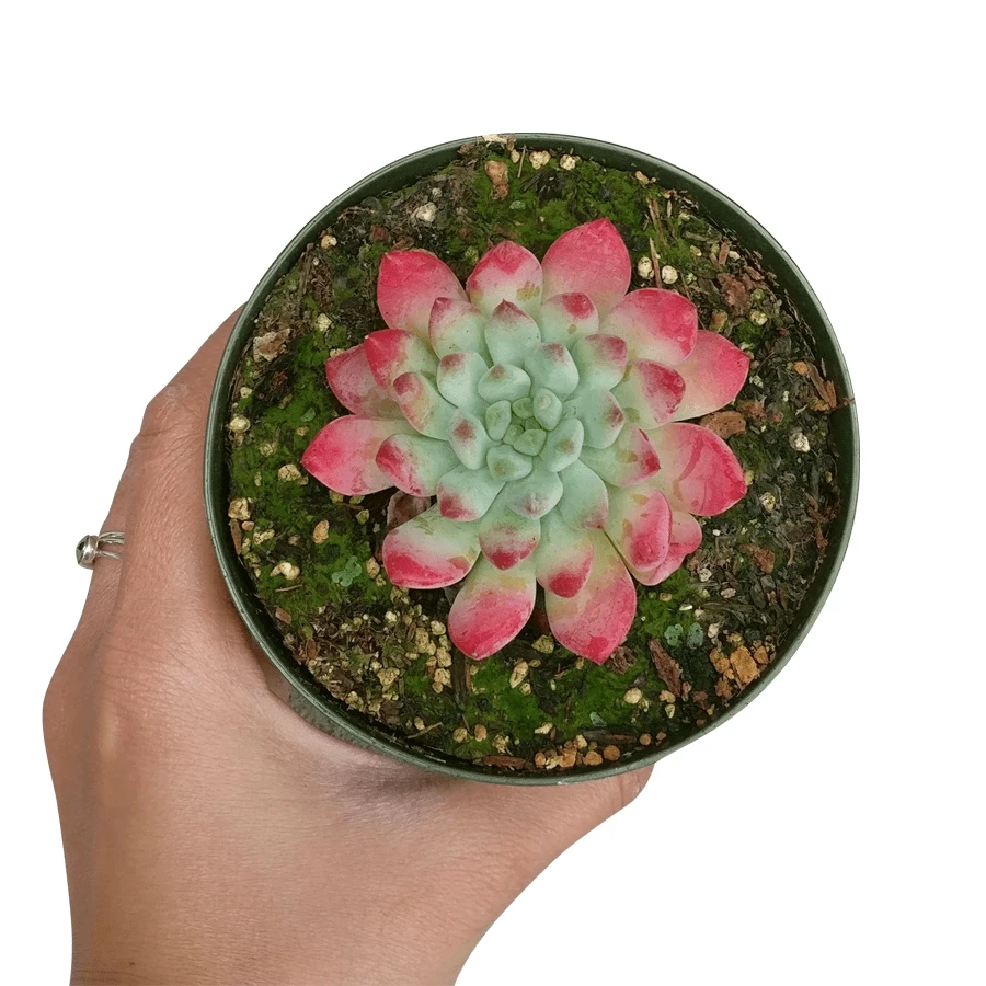 Echeveria Sedeveria Blue Elf - Image 10