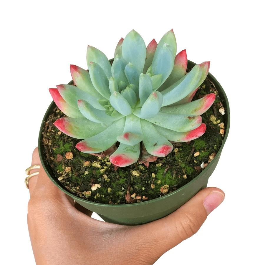 Echeveria Sedeveria Blue Elf - Image 11