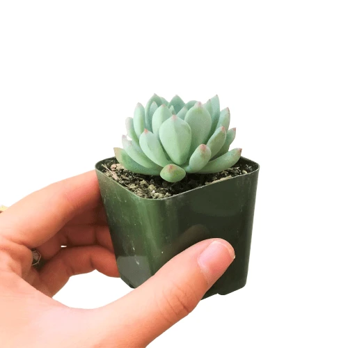 Echeveria Sedeveria Blue Elf - Image 6