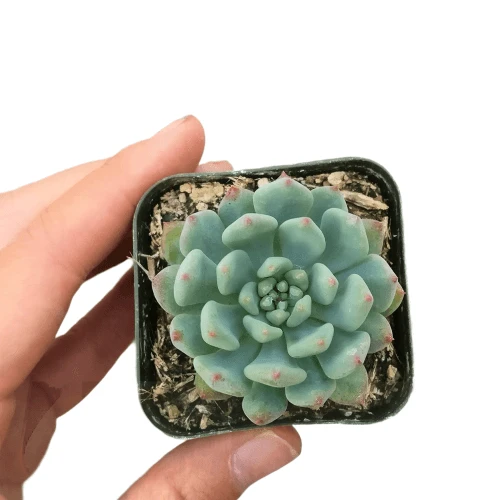 Echeveria Sedeveria Blue Elf - Image 7