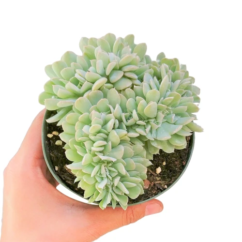 Crested Echeveria Topsy Turvy - Image 2