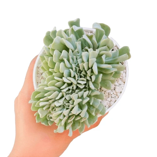 Crested Echeveria Topsy Turvy - Image 10