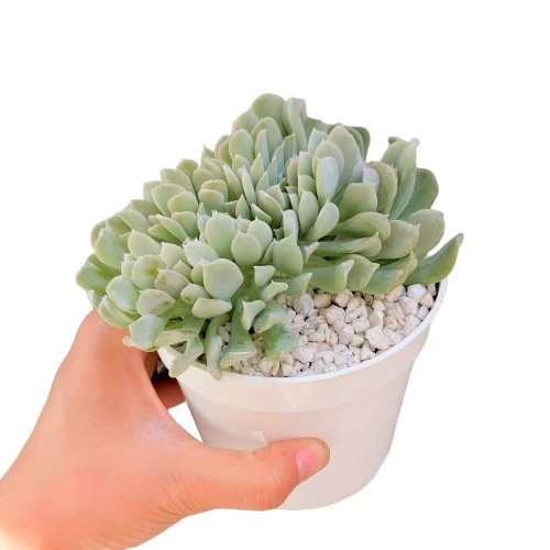 Crested Echeveria Topsy Turvy - Image 3