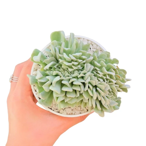 Crested Echeveria Topsy Turvy - Image 4