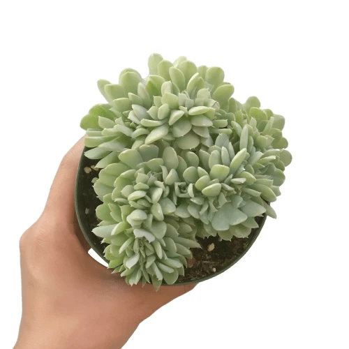 Crested Echeveria Topsy Turvy - Image 11