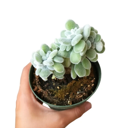 Crested Echeveria Frosty - Image 2