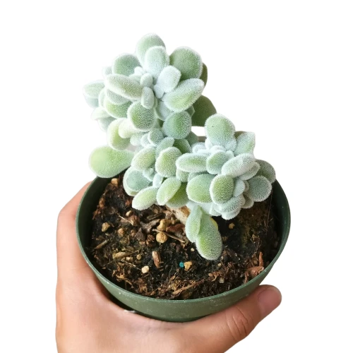Crested Echeveria Frosty - Image 3