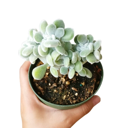 Crested Echeveria Frosty - Image 4