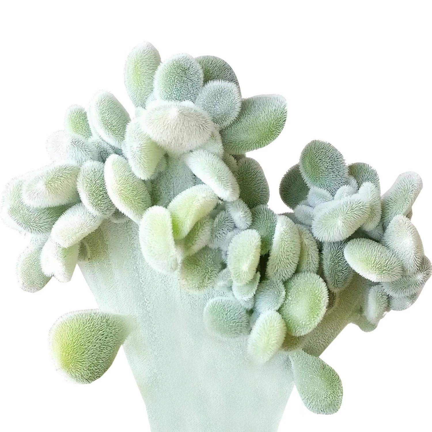 Crested Echeveria Frosty