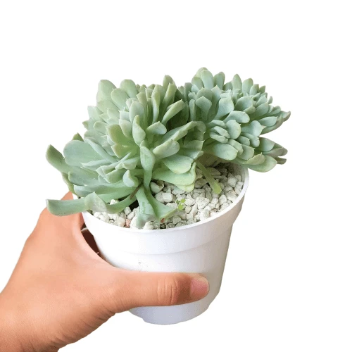 Crested Echeveria Topsy Turvy - Image 12