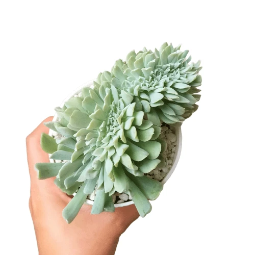 Crested Echeveria Topsy Turvy - Image 6
