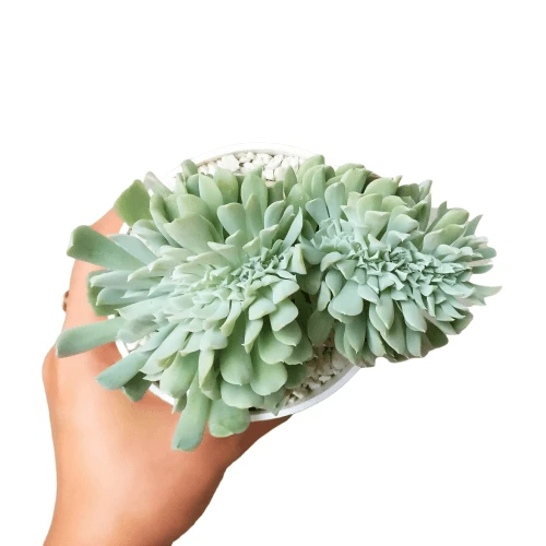 Crested Echeveria Topsy Turvy - Image 5