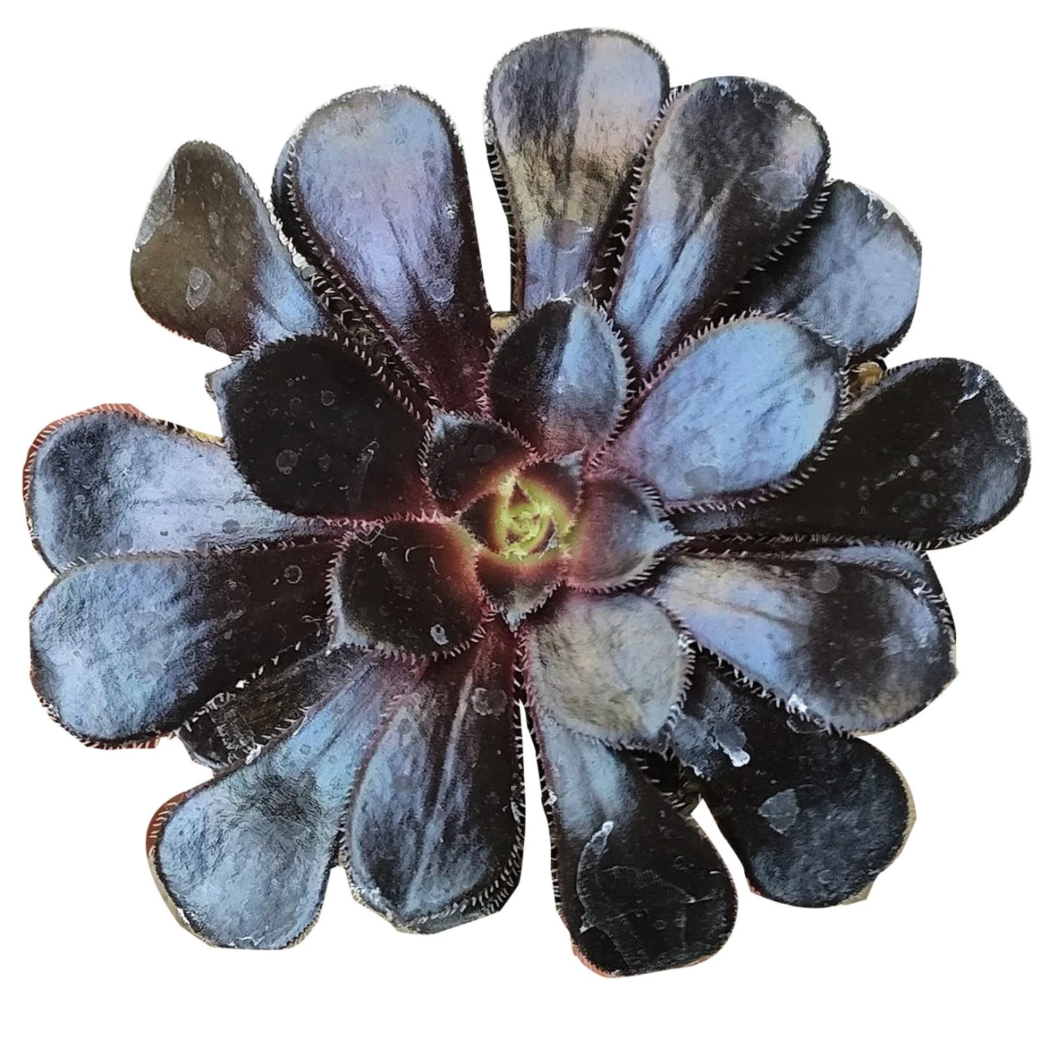 Aeonium Black Rose Zwartkop - Image 7