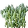 Senecio Citriformis Succulents