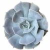 Ghost Echeveria Lilacina