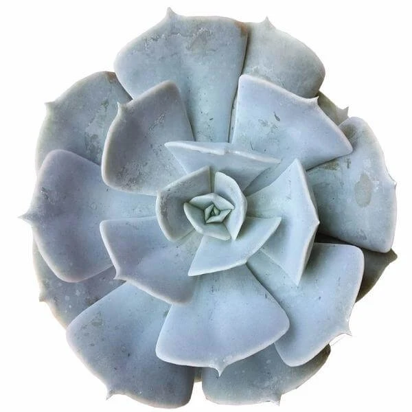 Ghost Echeveria Lilacina