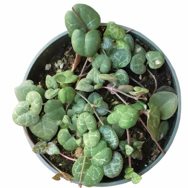 String Of Hearts Ceropegia Woodii - Image 9