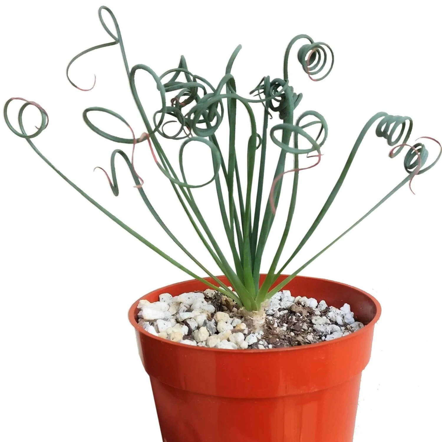 Frizzle Sizzle Albuca Spiralis - Image 3