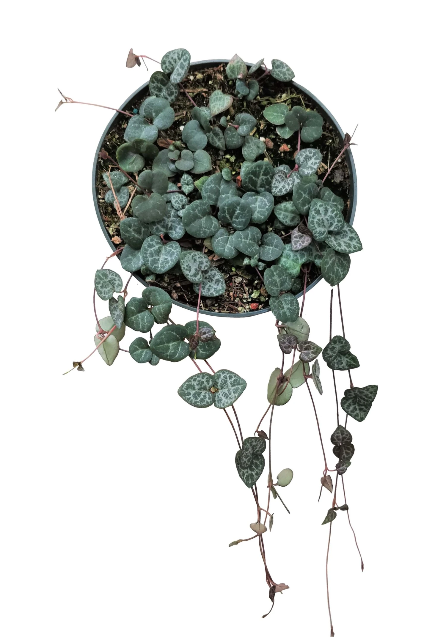 String Of Hearts Ceropegia Woodii - Image 10