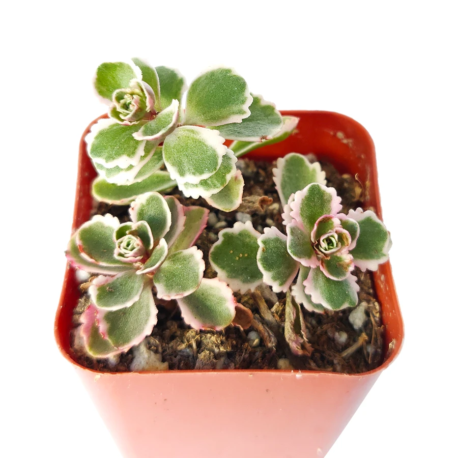 Sedum Tricolor Spurium - Image 3